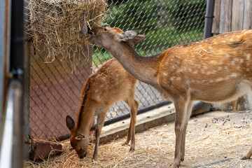 餌を食べているホンシュウジカ