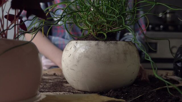 The girl transplants a flower into a new pot