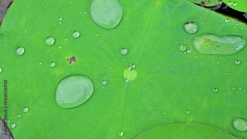 Canvas Prints Water drops on lotus leaves and lotus fruit, Chiang Mai province.