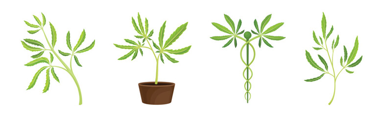 Cannabis Plant with Green Leaves as Marijuana Crop Vector Set