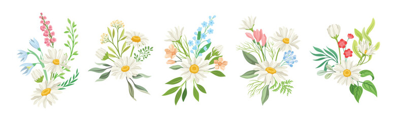 Daisy Flowers and Meadow Flora with Green Branch Composition Vector Set