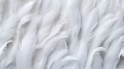 Full frame of white feathers. - obrazy, fototapety, plakaty