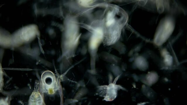 Zooplankton and plankton of White Sea under a microscope. Various types of Copepoda and their larvae, Evadne sp, nauplius