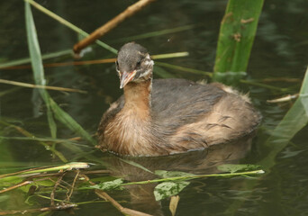 A cute juvenile Little Grebe (Tachybaptus ruficollis) swimming on a lake hunting for food.