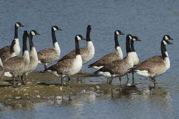 Canada Geese, Branta canadensis, standing at the edge of a lake.