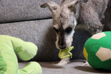 野菜を食べるミニチュアシュナウザー