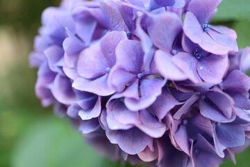 紫色が綺麗な紫陽花