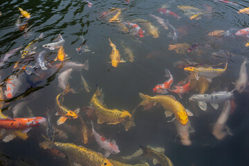 Many koi fish in the pond