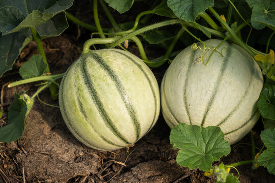Closeup shot of a young green melon on a farm garden. Melon in the garden. Growing melon. Close up photo. Melon or cantaloupe is sweet fruit dessert