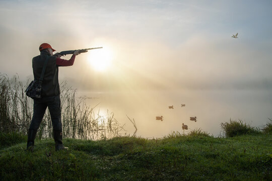 waterfowl hunter shooting into flying duck during duck hunting at sunrise.