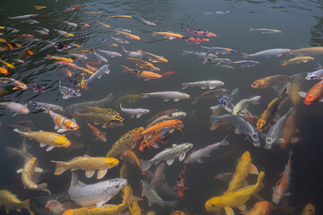 Many koi fish in the pond