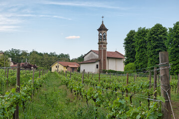 Vineyards row of Merlot in spring. Communal didactic vineyard in Madonna delle Vigne, Abbiate Guazzone – Tradate, Italy. In the background the little church of the Madonna delle Vigne - obrazy, fototapety, plakaty