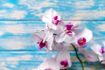 A branch of purple orchids on a blue wooden background
