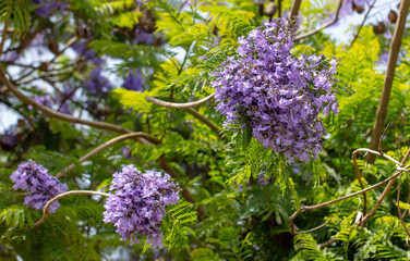Blue jacaranda flowers on tree branches. Nature