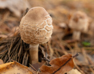 Mushrooms umbrellas grow in the autumn forest. Close-up