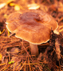 Poisonous mushroom in the ground in the forest in autumn