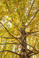 Golden leaves on a birch in autumn