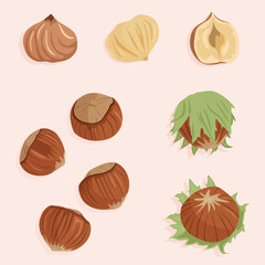 Hazelnut. Set of vector icons on a nut theme. Whole hazelnut in shell, shelled and half. Healthy diet.