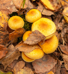 Poisonous mushroom in the ground in the forest in autumn