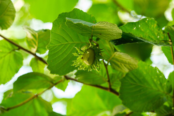 Grüne unreife Haselnuss zwischen grünen Blättern im Strauch / Baum - Haselnuss und grüne...