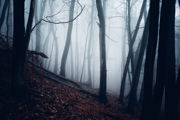 Grusel Bergwald mit Nebel