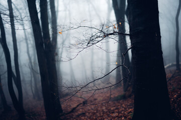 Grusel Nebelwald im Herbst