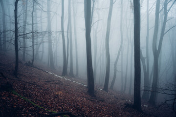 Düsterwald mit kalten Nebel