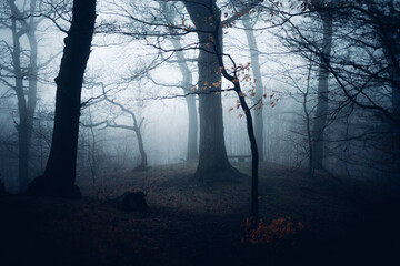 Mystischer dunkler Wald mit Nebel