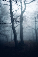 Zwei Bäume im bläulichen Nebel Wald