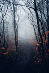 Dunkler trüber Nebel im herbstlichen Wald