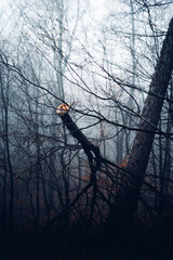 Abgebrochener Baum im dunklen Wald