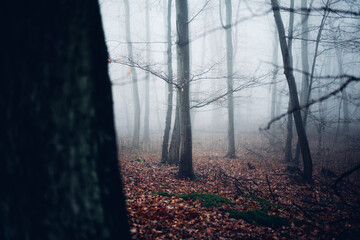 Geisterhafte Nebel Atmosphäre im Wald