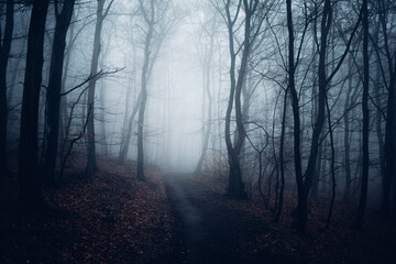 Matschiger Weg führt durch mystischen Nebel Wald