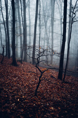 Mystische kahle Wälder mit Nebel