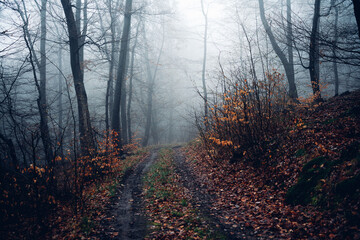Schlammiger Weg führt in nebligen Wald