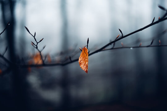 Kleines orangefarbenes Blatt hängt an einem Zweig. Hintergrund Nebel und unscharf