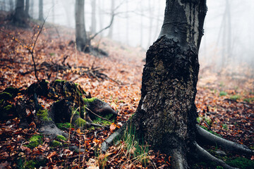 Alter knochiger Baum im nebligen Wald