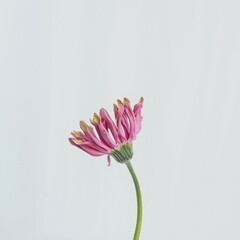 Pink gerber flower on white background. Minimal stylish still life floral composition