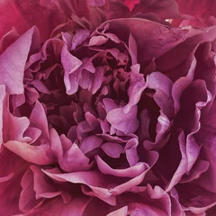 Foto op Plexiglas Close up macro view of pink peony flower bud. Floral background pattern © Floral Deco