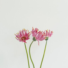Pink gerber flowers bouquet on white background. Minimal stylish still life floral composition