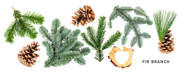 Fir tree branch and cones isolated. PNG with transparent background. Flat lay. Without shadow. - Powered by Adobe