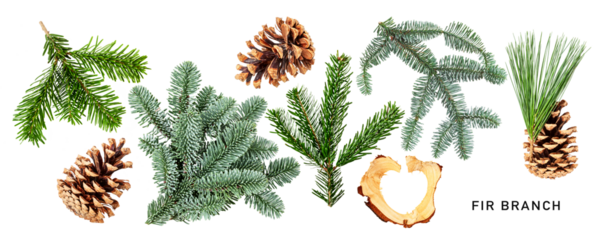 Fir tree branch and cones isolated. PNG with transparent background. Flat lay. Without shadow.