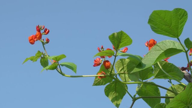 Phaseolus coccineus blooms,growing and flowering scarlet runner bean, growing beans