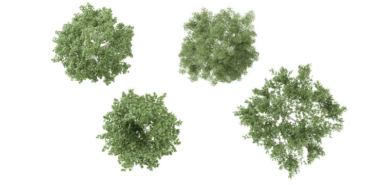 Set of White poplar trees 3D rendering. top view, plan view, for illustration, architecture presentation, visualization, digital composition