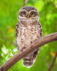 owl on a branch