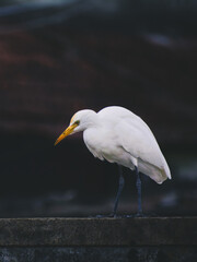 great heron