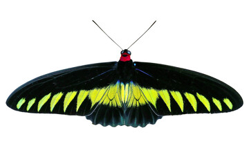 Rajah Brooke's birdwing butterfly isolated on white background. PNG File