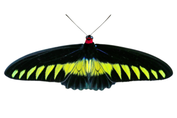 Rajah Brooke's birdwing butterfly isolated on white background. PNG File