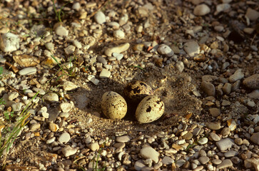 Caille des blés,.Coturnix coturnix, Common Quail, nid, oeuf