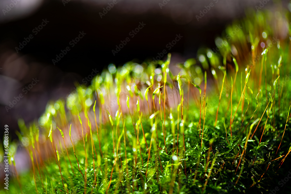 Wall mural small flowering moss (haplocladium microphyllum) in a forest in sauerland germany. macro close up ba